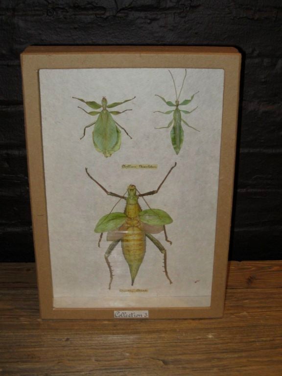 A very colorfull display of assorted insects from Indonesia in a boxed custom frame.<br />
A pair is available each with different insects. See image 2 for the other display.