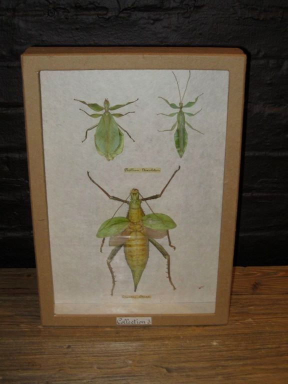 Framed Indonesian Insects