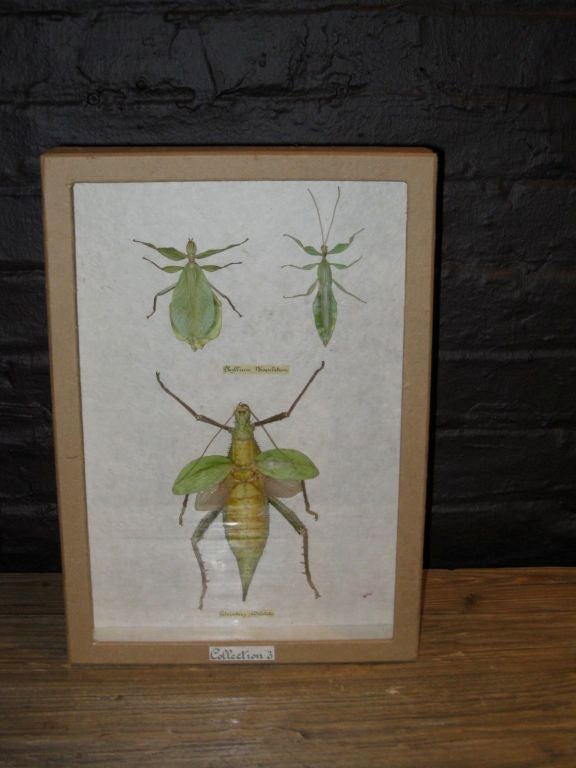 Mid-20th Century Framed Indonesian Insects