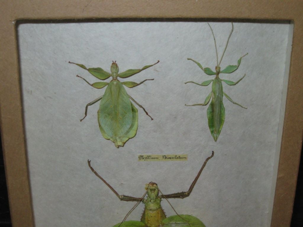 Framed Indonesian Insects 2