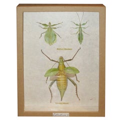 Retro Framed Indonesian Insects