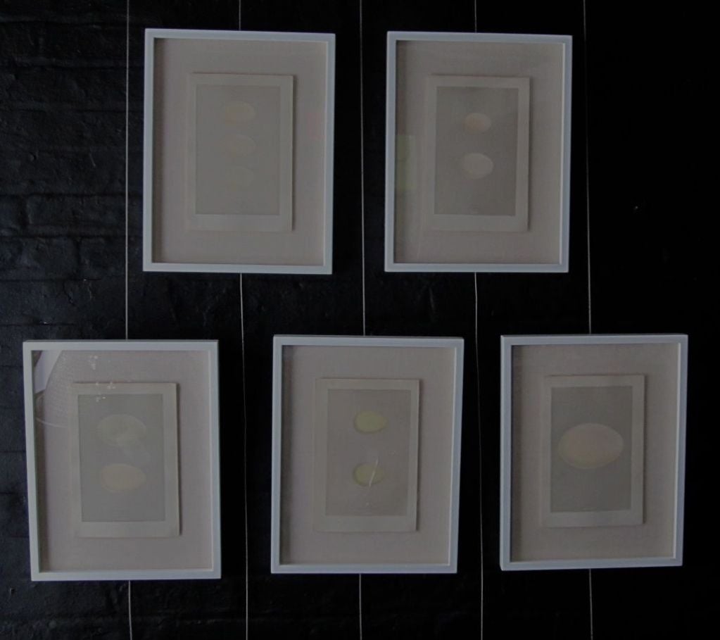 Set of Five Vintage Egg Prints