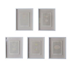 Set of Five Antique Egg Prints