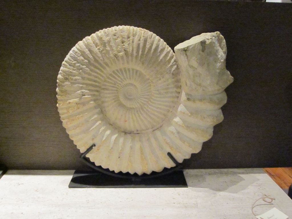 Ammonite