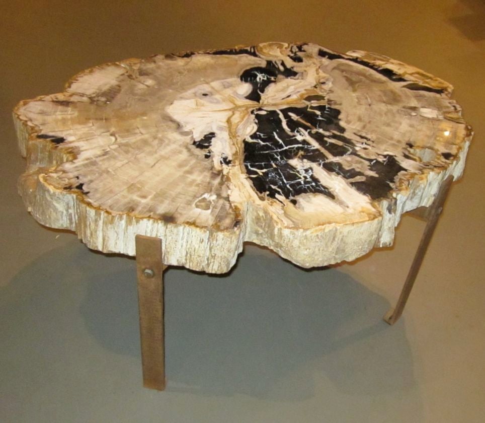 Slice of petrified wood and steel base coffee table