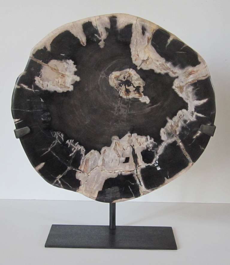 Black with cream thick petrified wood slice sculpture on a metal stand.
Measures: 2