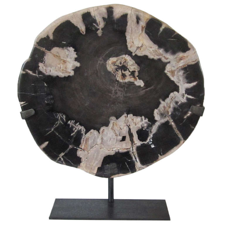 Thick Petrified Wood Slice Black and Cream Sculpture, Indonesia