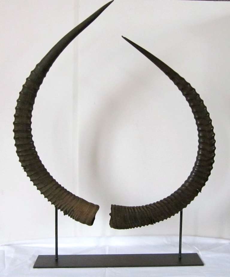 Circa 1900 African Springbok Antler Sculpture