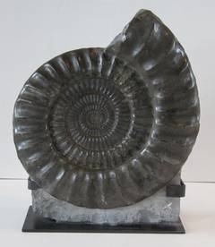 Indonesian Prehistoric Grey Ammonite