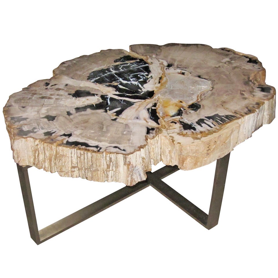 Petrified Wood Coffee Table