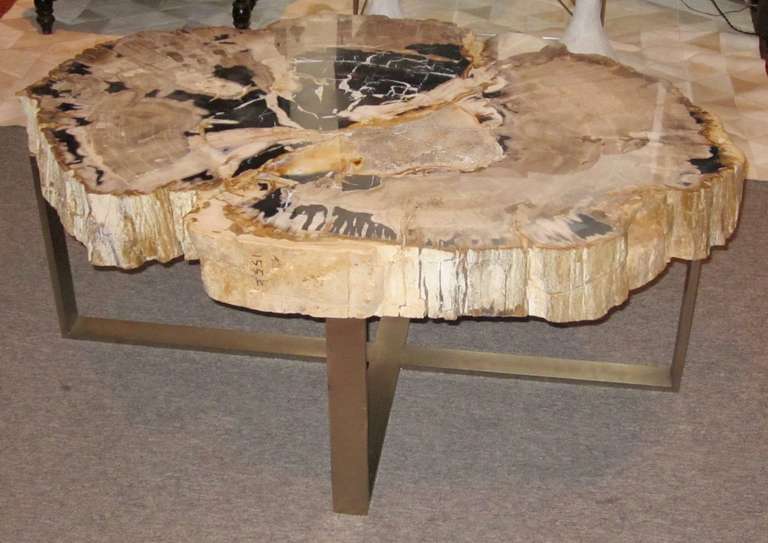 Indonesian Petrified Wood Coffee Table