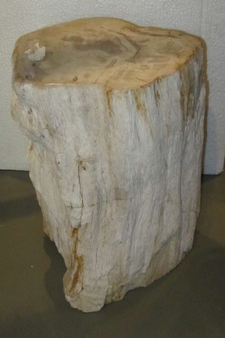 Petrified Wood Side Table