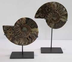 Pair of Mini Green Ammonites