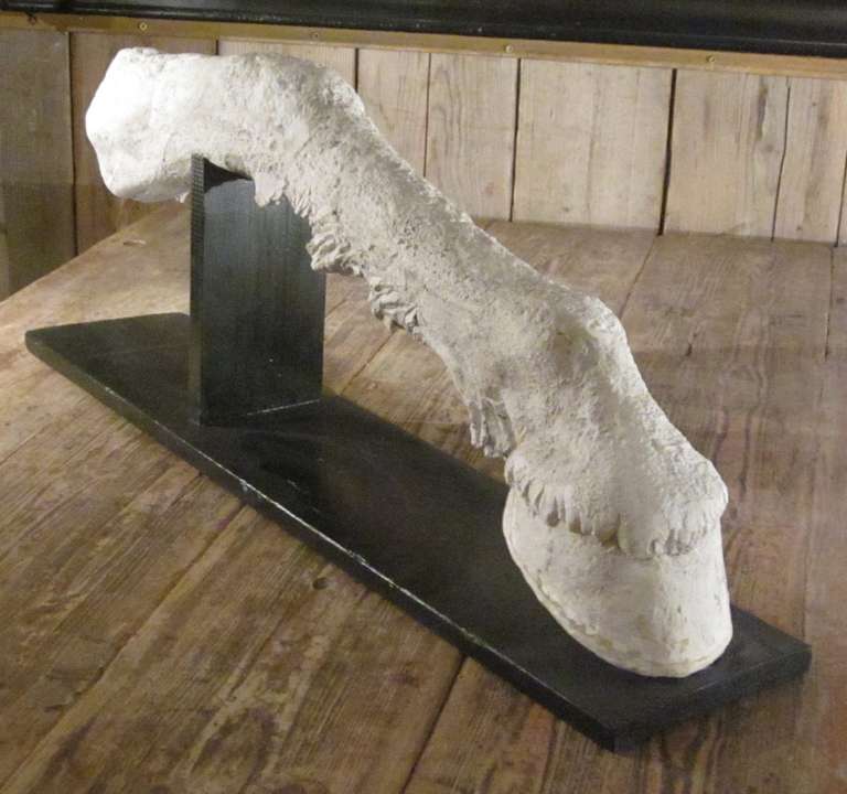 French plaster sculpture of horse's leg
on black wooden stand