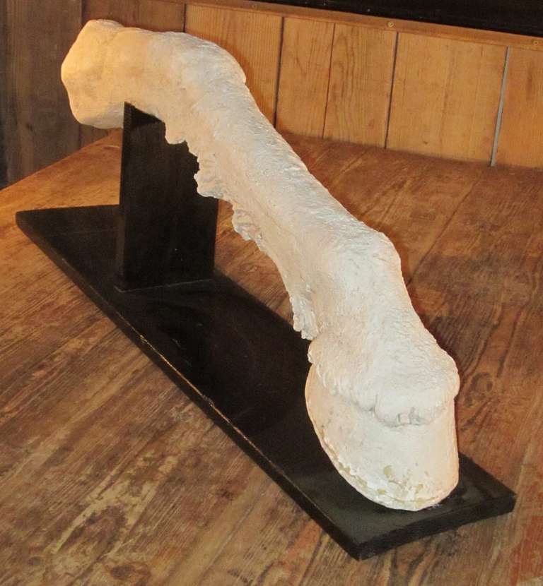 Mid-20th Century French Plaster Horse Leg Sculpture, circa 1940