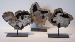 Indonesian Thick Petrified Wood Slices