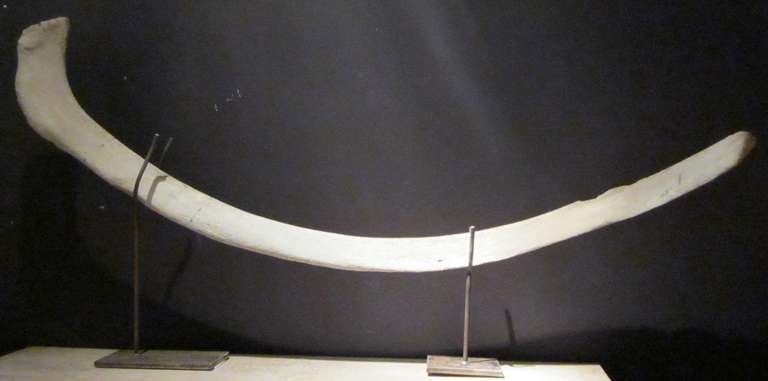 Unusually large whale rib on custom metal stands.