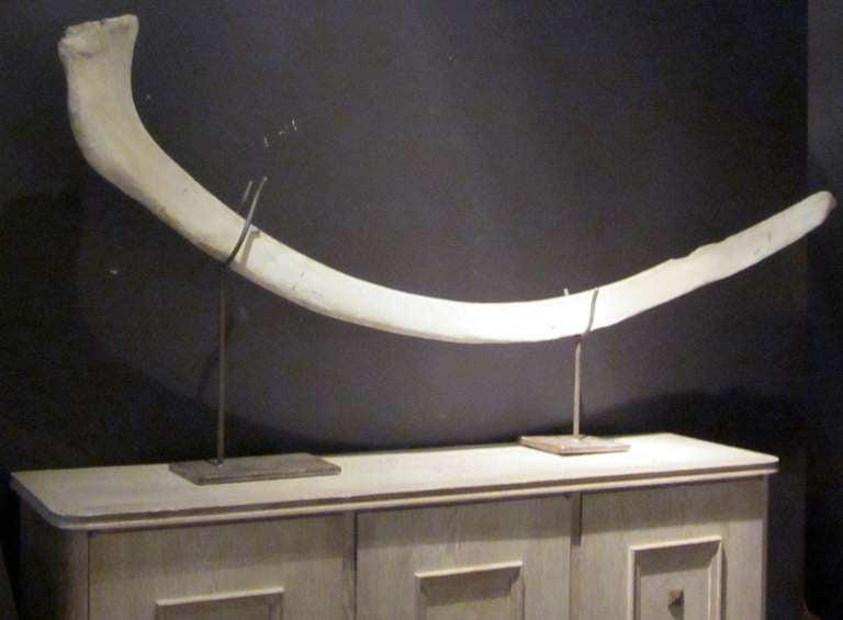 Whale Rib Sculpture In Excellent Condition In New York, NY
