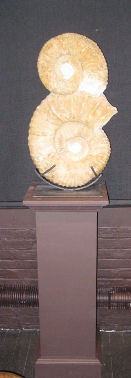 This extinct fossil was originally a member of the marine invertebrate. The shell takes the form of a tightly curled rams horn. This particular fossil is a very rare double form. Makes an excellent architectural sculpture. The base measures 10