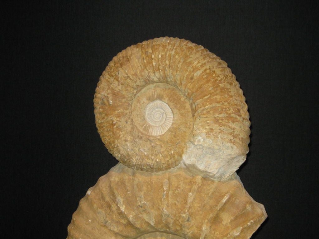 ammonite sculpture