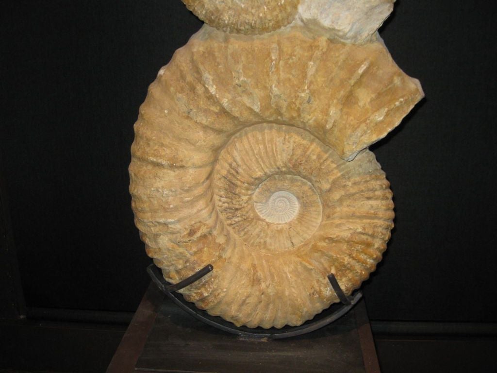 18th Century and Earlier Ammonite Fossil Sculpture