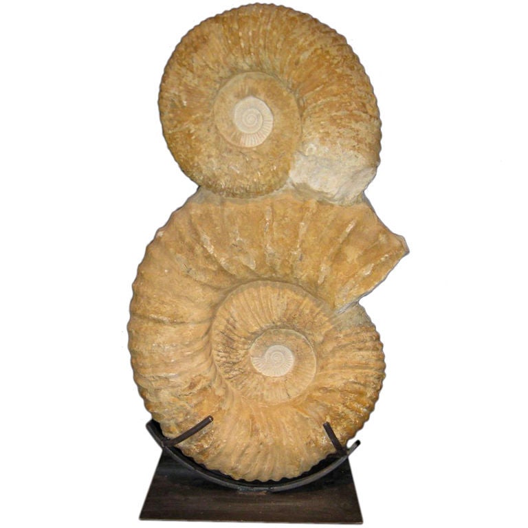 Ammonite Fossil Sculpture