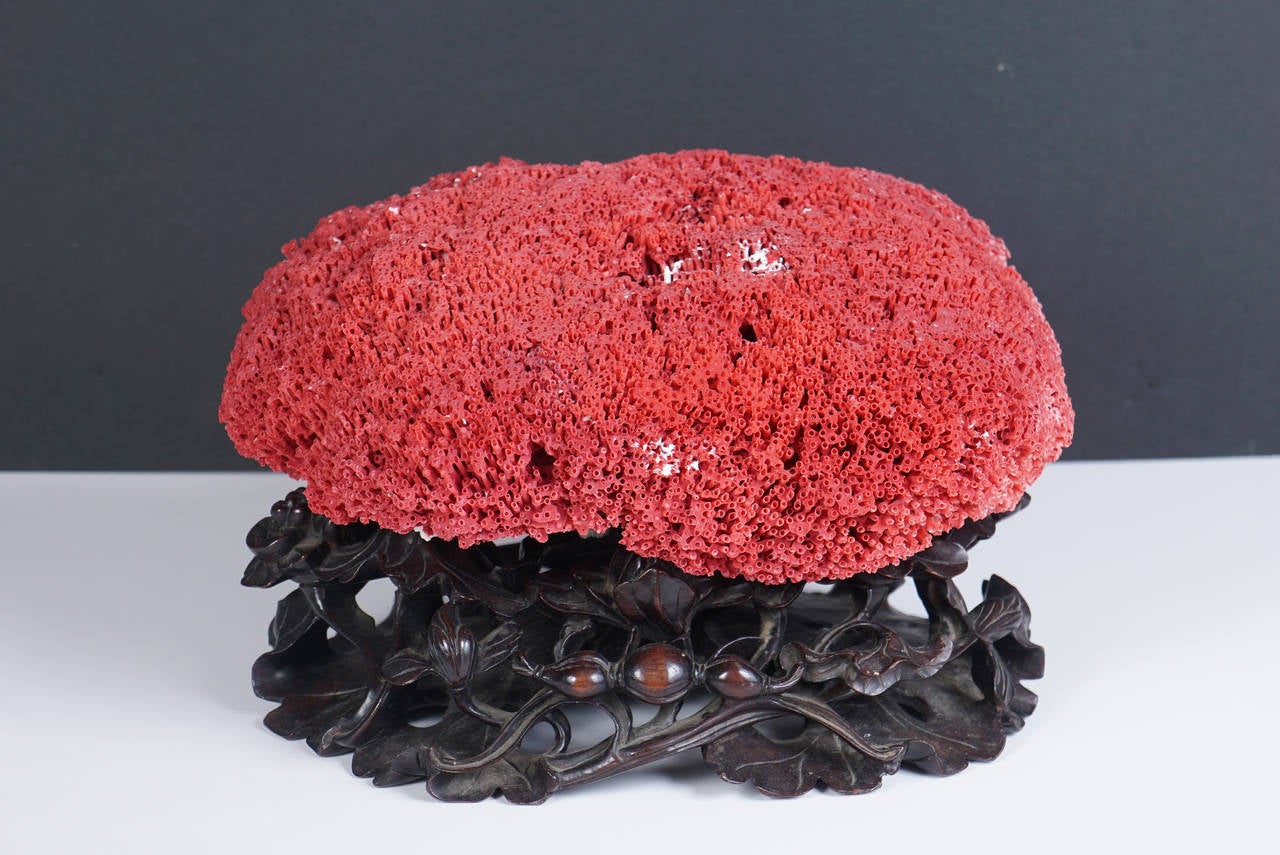 This very nice red coral specimen piece is of a large size and good color and rest upon a very detailed and intricately carved 19th century Chinese rosewood stand. While we believe both pieces have been married recently they are perfect companions
