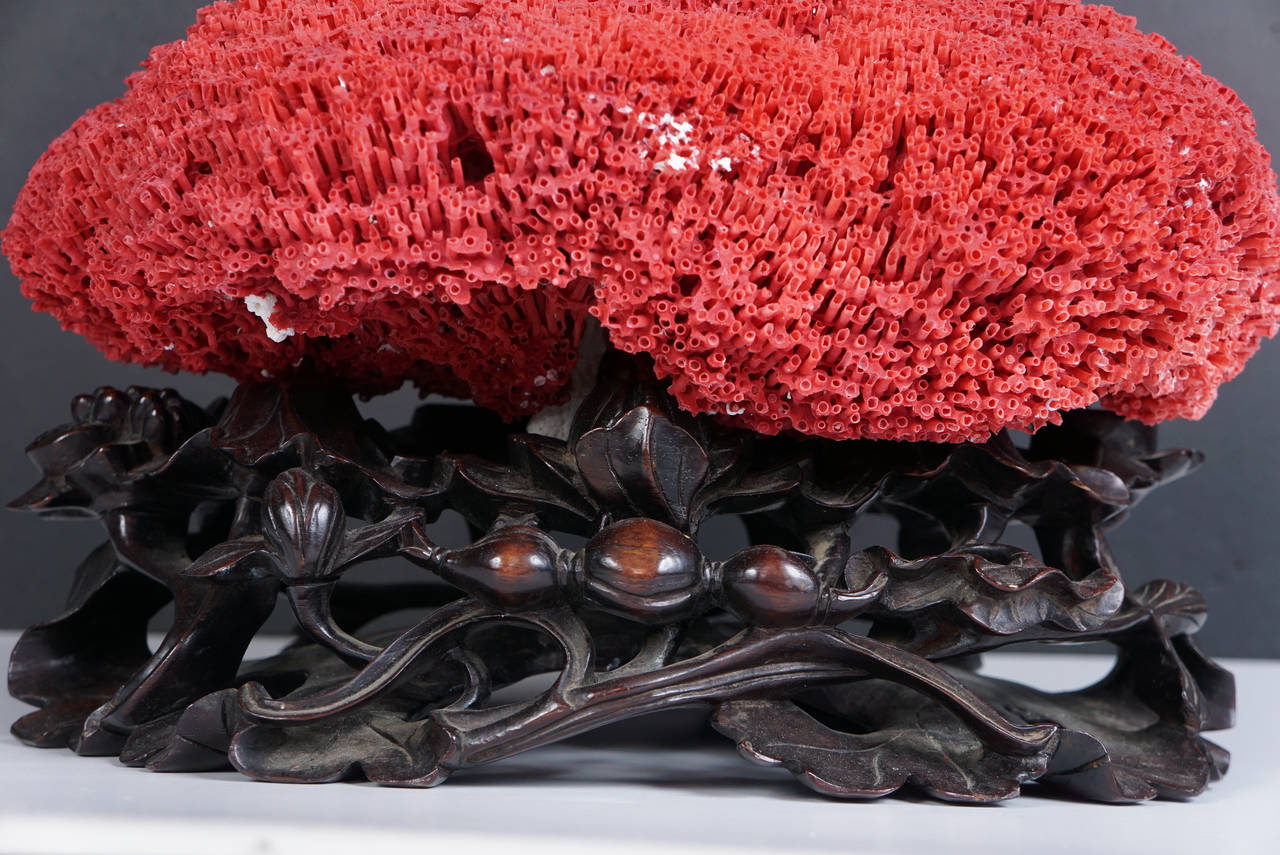 Large Red Coral Specimen on 19th Century Carved Chinese Rosewood Base 2