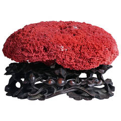 Large Red Coral Specimen on 19th Century Carved Chinese Rosewood Base