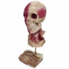 19th Century Wax Medical Display Skull