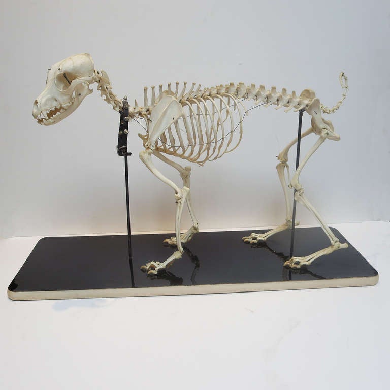 Used in doctors offices and veterinary colleges, these skeletal models rarely come onto the general marketplace. Ours is a real skeleton in very fine condition. It is mounted on a lacquered base with steel rods. The base shows fine crazing lines of