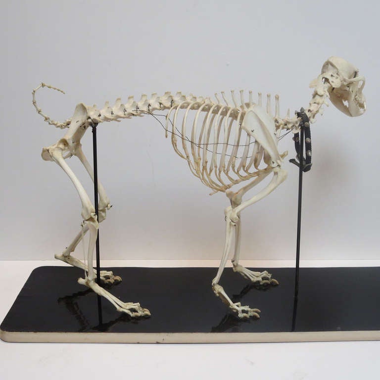 Steampunk Canine Veterinary Skeletal Model For Sale