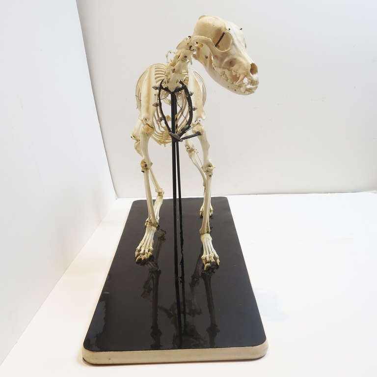American Canine Veterinary Skeletal Model For Sale