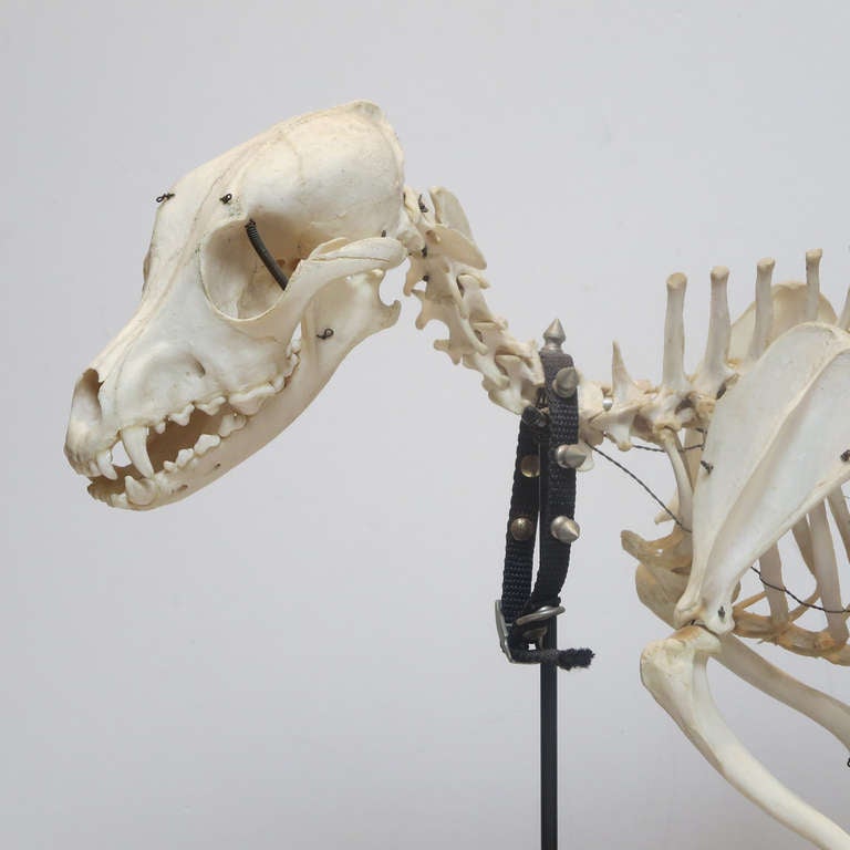 Canine Veterinary Skeletal Model In Good Condition For Sale In North Hollywood, CA