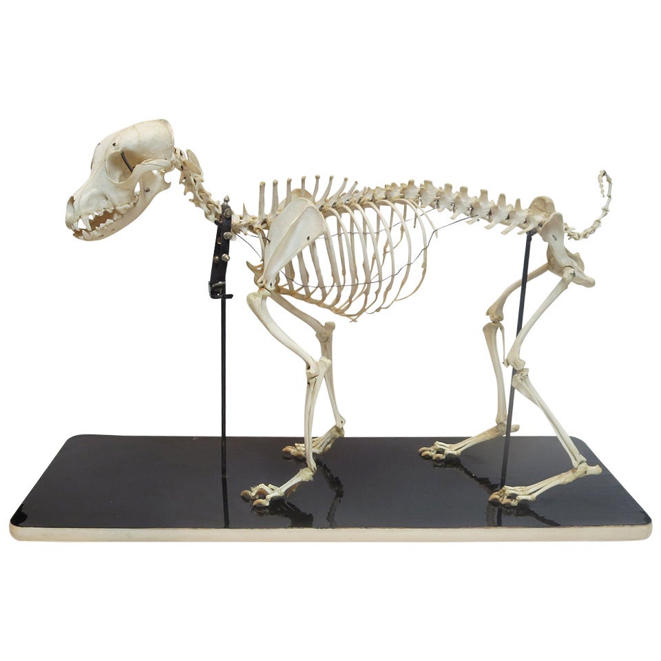 Canine Veterinary Skeletal Model For Sale