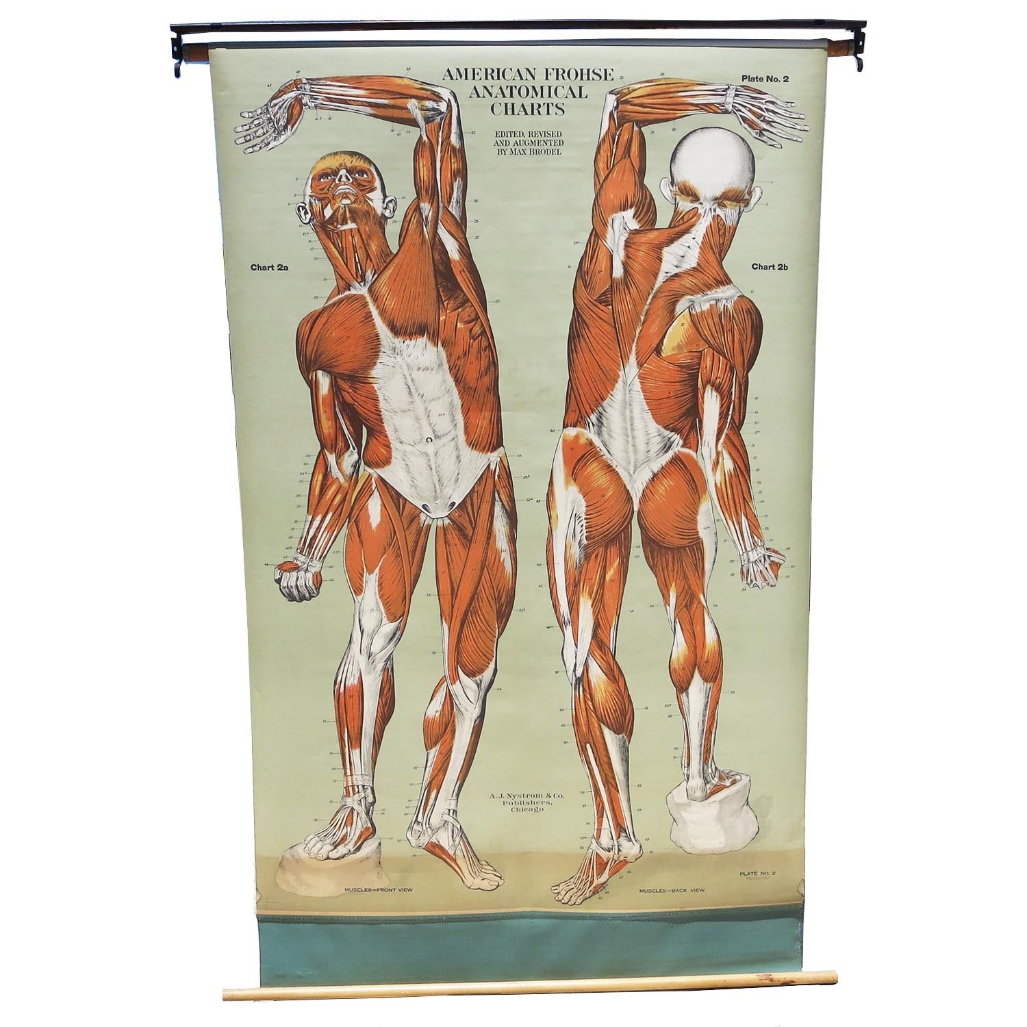 Vintage Anatomical Chart Muscular Structure of Man