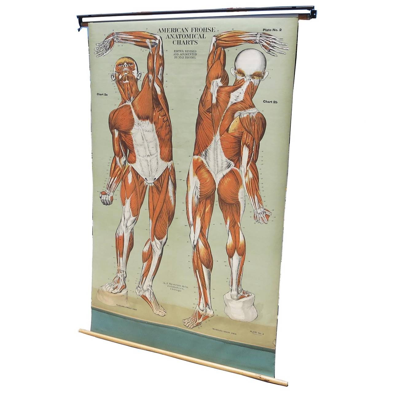 Vintage anatomical chart of the human muscular structure. It is on it's original roll up, wooden dowels. Detailed and beautiful graphics.