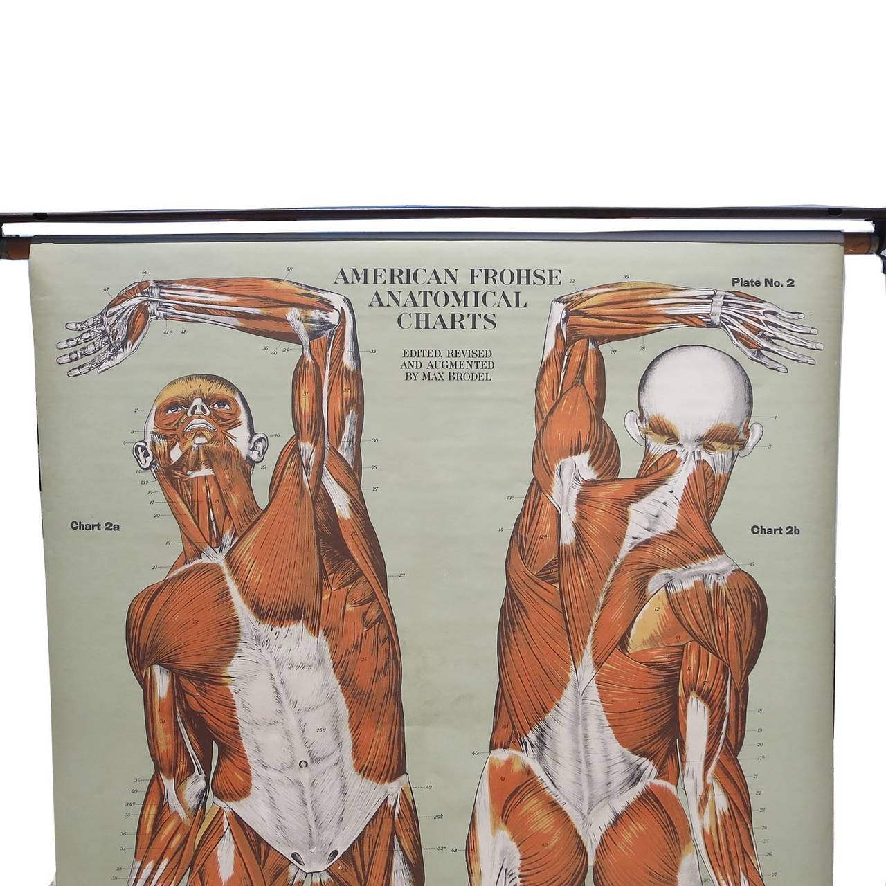 North American Vintage Anatomical Chart Muscular Structure of Man