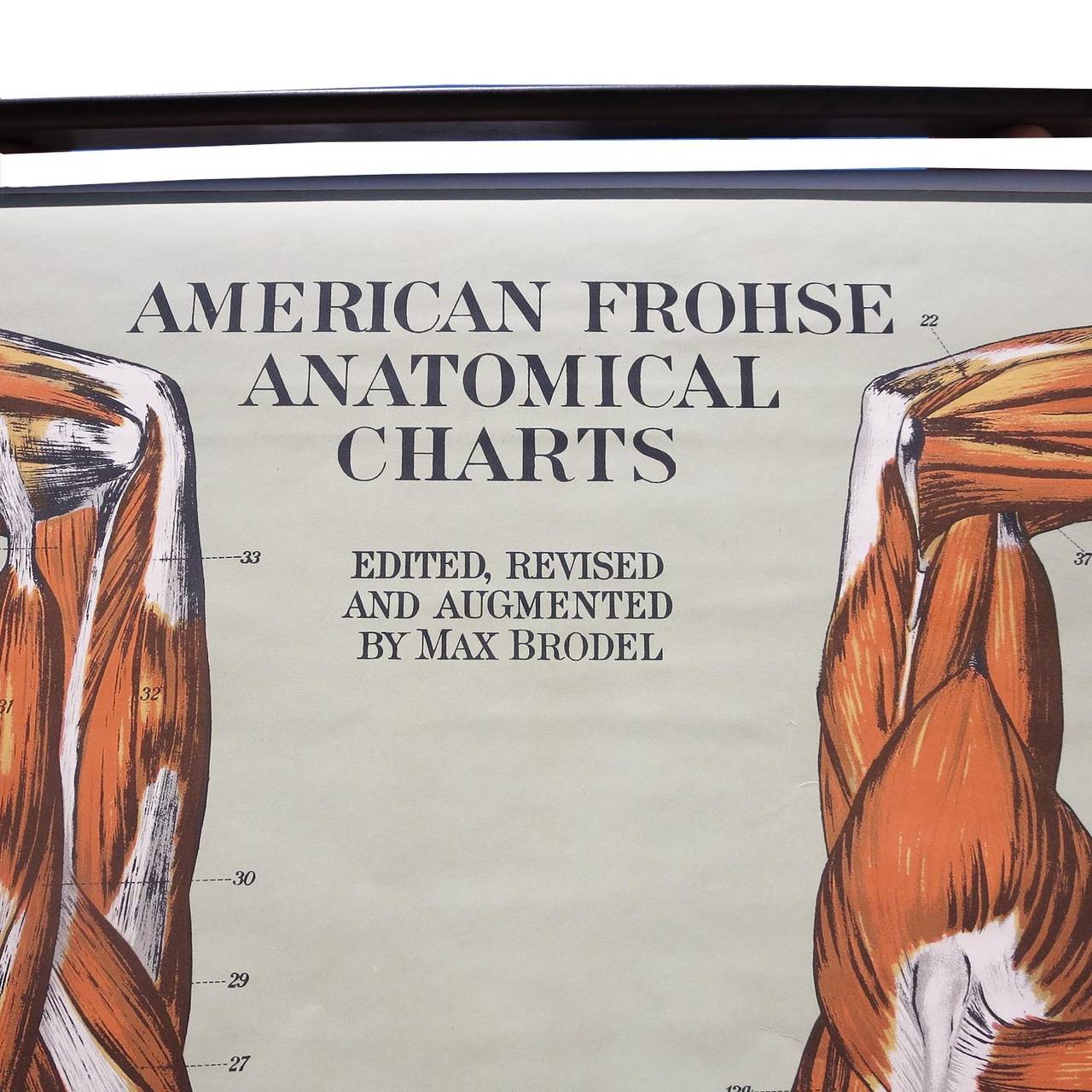 vintage anatomical charts