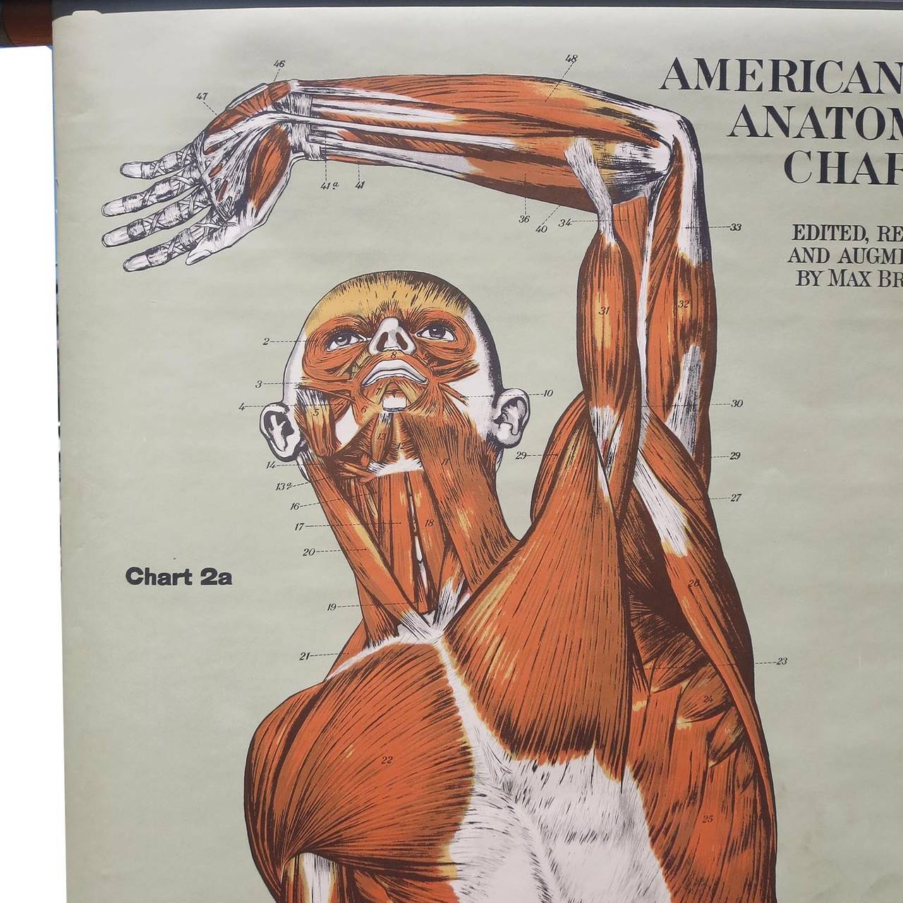 Industrial Vintage Anatomical Chart Muscular Structure of Man