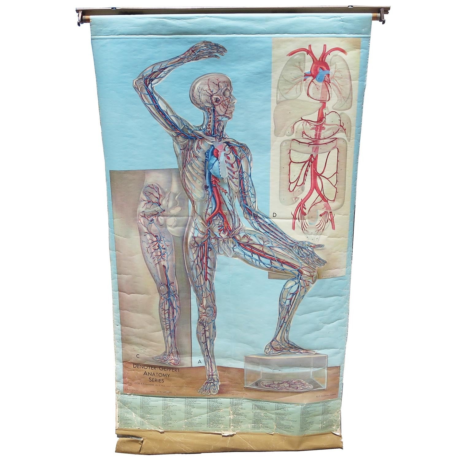 Vintage Circulatory System Health Chart For Sale