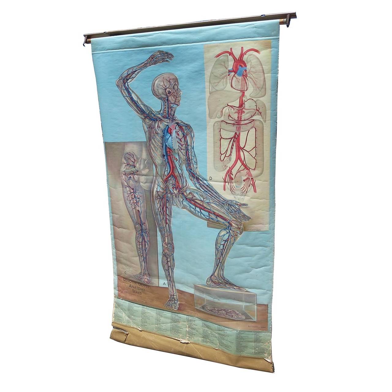 RETIREMENT SALE!!!  EVERYTHING MUST GO - CHECK OUT OUR OTHER ITEMS.				
				
Do you sometimes long to see beneath the surface of some people? This colorful wall chart was used in health classes to illustrate the super highway of the vein system in a