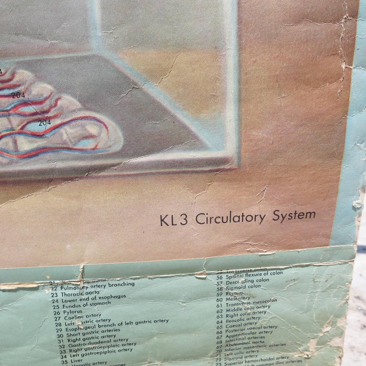 Mid-20th Century Vintage Circulatory System Health Chart For Sale