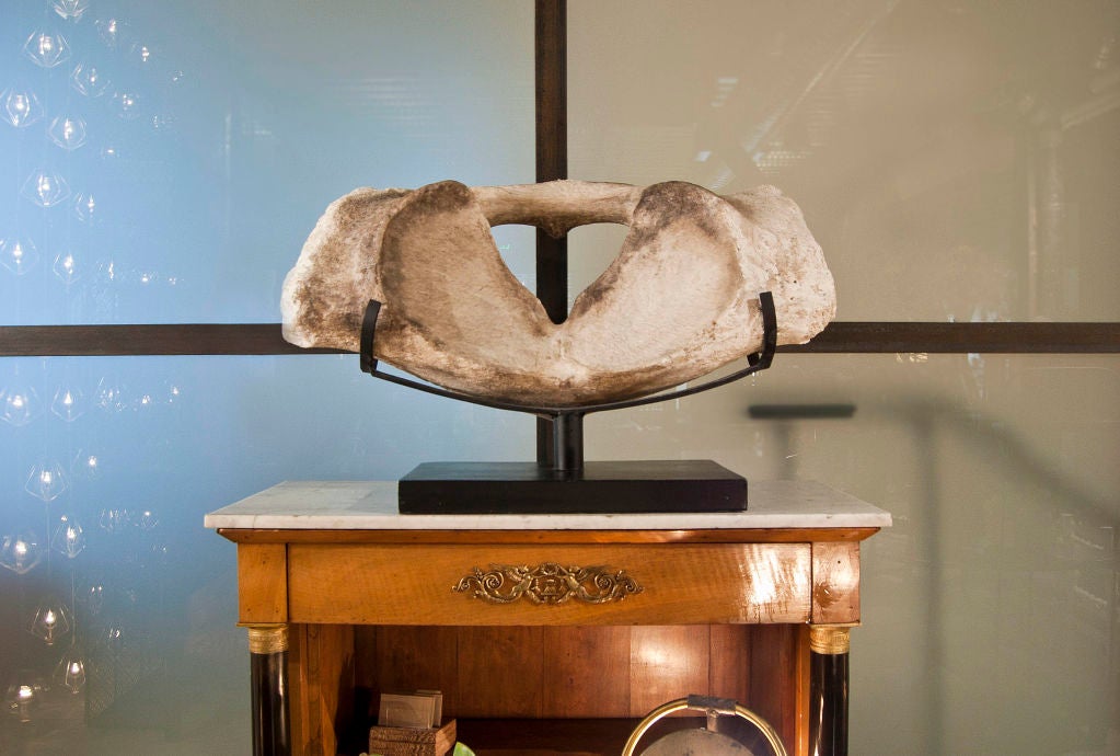 iconic specimen of one of the largest mammals to roam the planet’s great oceans naturally preserved and mounted on well-grounded heavy-weight steel museum mount