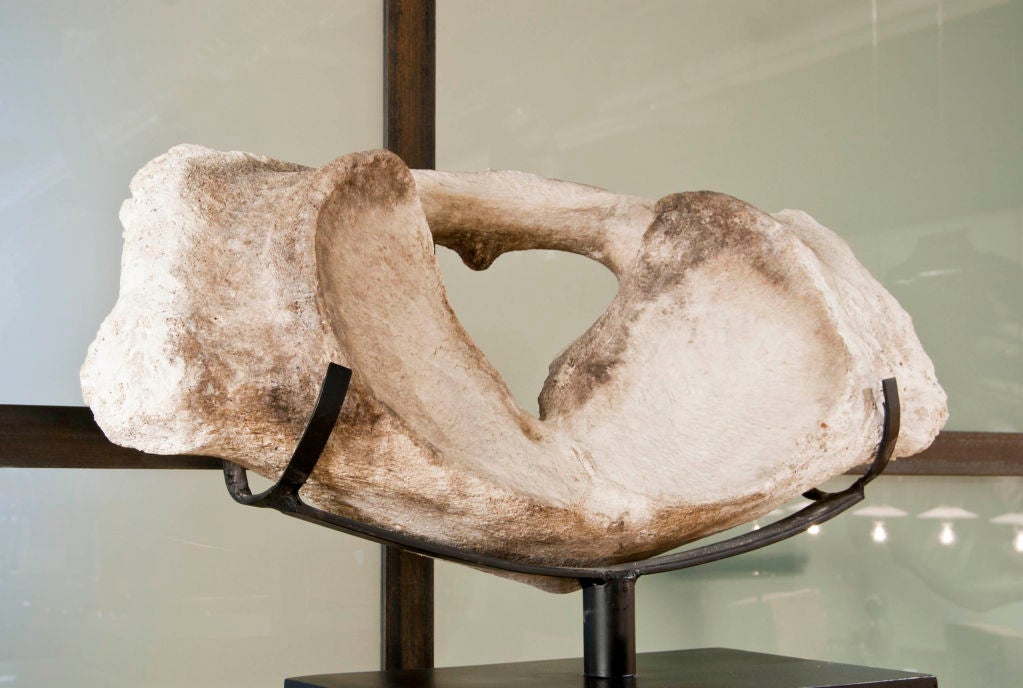 Unknown Whale Vertebrae