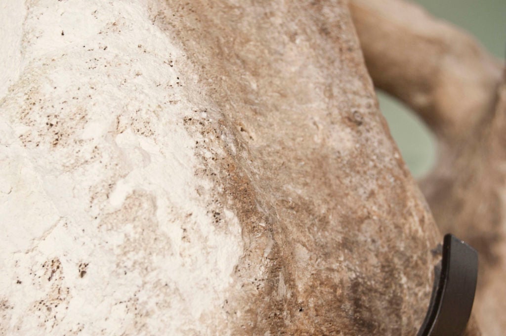 Bone Whale Vertebrae