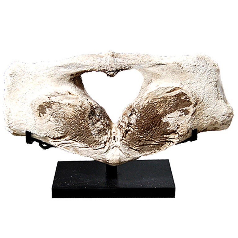 Whale Vertebrae