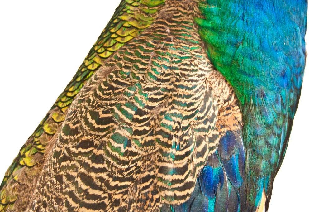 Blue India Peacocks 1