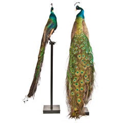 Blue India Peacocks