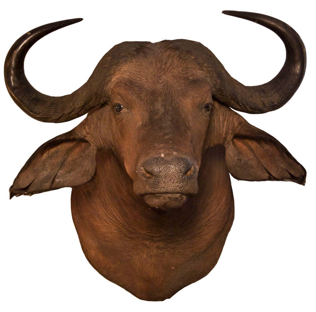 Vintage taxidermy of water buffalo in superb condition.